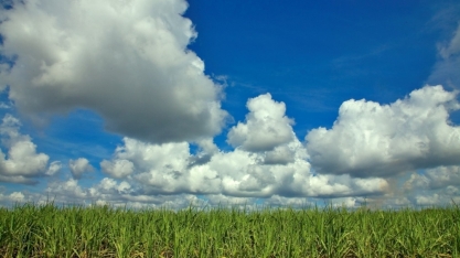 Unica, CTC, TempoCampo e Linear lançam relatório com condições de colheita e clima