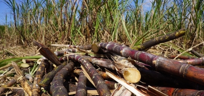 Amyris testará produto feito a partir da cana-de-açúcar para vacina em desenvolvimento contra a covid-19