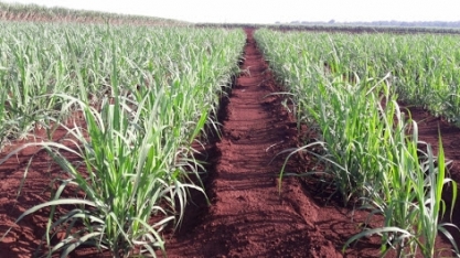 Se for necessário economizar em nutrição dos canaviais, antes confira as dicas de Raffaella Rossetto