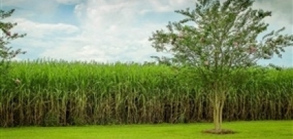 Usina canavieira reduz frota e cresce em produtividade