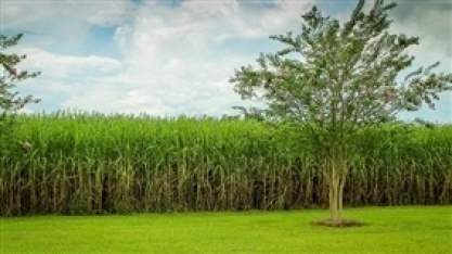 Usina canavieira reduz frota e cresce em produtividade