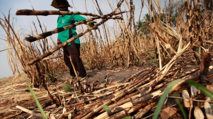 Açúcar/Commerzbank: Seca prolongada deve impedir retomada da produção da Tailândia em 2020/21
