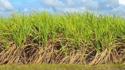Mercados de açúcar e etanol: o que esperar neste segundo semestre?