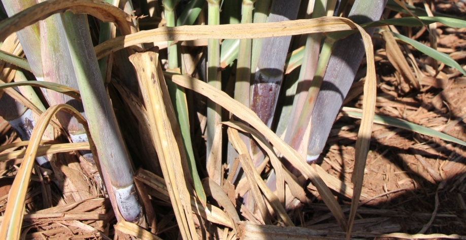 Quanto mais raízes, mais vigor e perfilhos