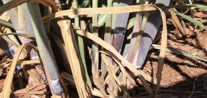 A importância das raízes para a cana-de-açúcar