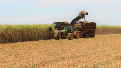 Com 12,4 milhões de toneladas, safra da cana-de-açúcar tem início mais lento