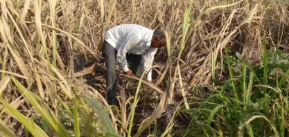 Mesmo sem oferta do Brasil, açúcar cede por estoques e produção asiáticas