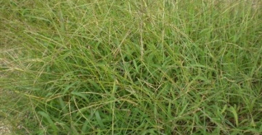 As gramíneas, como o capim-colchão, ainda são as principais plantas daninhas dos canaviais