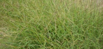 Na lavoura canavieira, o uso de herbicida não é um investimento de alto custo, mas traz grandes perdas se não for aplicado