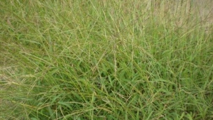 Na lavoura canavieira, o uso de herbicida não é um investimento de alto custo, mas traz grandes perdas se não for aplicado