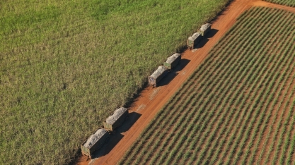 Moagem de cana-de-açúcar totaliza 42,93 milhões de toneladas na segunda quinzena de junho
