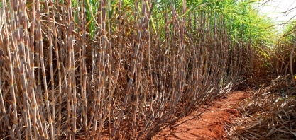 Variedades de cana mais modernas são adotas principalmente por grandes grupos sucroenergéticos