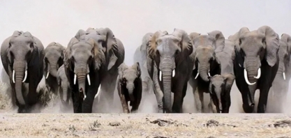 100 Milhões de Elefantes! Professor da USP lança desafio em sustentabilidade!