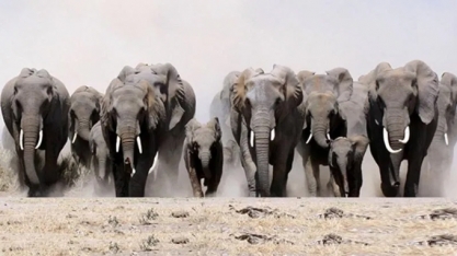 100 Milhões de Elefantes! Professor da USP lança desafio em sustentabilidade!