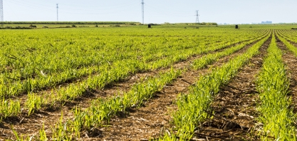 Técnicas para elevação da produtividade agrícola foram detalhadas por Rodrigo Vinchi, diretor agrícola da Atvos, durante live realizada pela CanaOnline