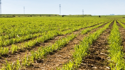 Técnicas para elevação da produtividade agrícola foram detalhadas por Rodrigo Vinchi, diretor agrícola da Atvos, durante live realizada pela CanaOnline