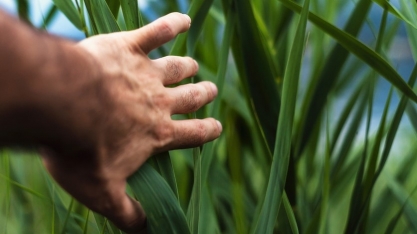 Cofco International lança seu terceiro relatório anual de sustentabilidade