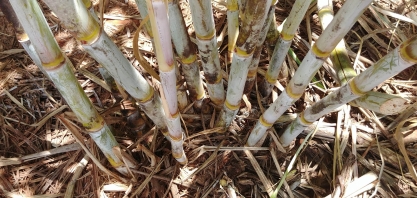 Embrapa Agroenergia e a PangeiaBiotech buscam parcerias para colocar no mercado a nova variedade de cana BtRR resistente à broca e ao glifosato