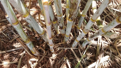 Embrapa Agroenergia e a PangeiaBiotech buscam parcerias para colocar no mercado a nova variedade de cana BtRR resistente à broca e ao glifosato