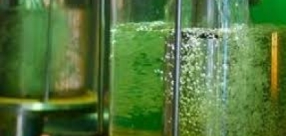 Em Israel, cientistas produzem etanol de resíduos vegetais