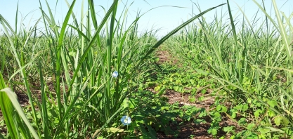 Mesmo na época seca, o canavial não está livre das plantas daninhas