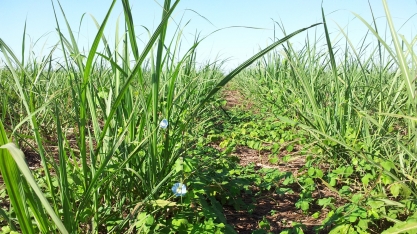 Mesmo na época seca, o canavial não está livre das plantas daninhas