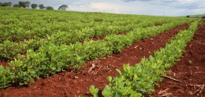 II Feira Nacional do Amendoim terá versão virtual
