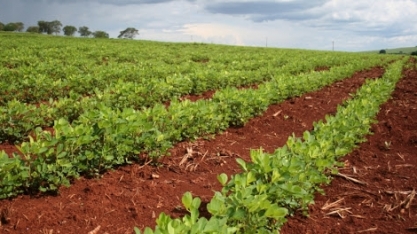 II Feira Nacional do Amendoim terá versão virtual