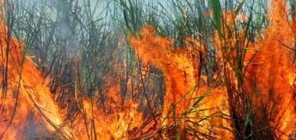 Produtor canavieiro da Paraíba precisa requerer solicitação individual de queima de cana controlada à Sudema