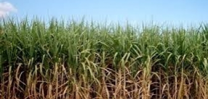 Previsões de safra em SP: grãos em alta, cana se recupera e café tem à frente céu de brigadeiro