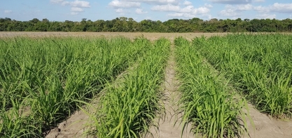 Canavicultor pode antecipar em quatro anos a adoção de uma nova variedade de cana