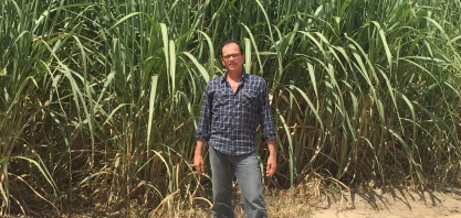 Pragas e dólar elevado aumentam custo de produção da cana em PE