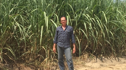 Pragas e dólar elevado aumentam custo de produção da cana em PE