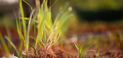 Cresce participação da cana-de-açúcar na geração de energia 