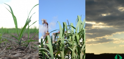 Diana Bioenergia registra lucro e aposta em futuro promissor