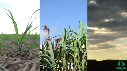 Diana Bioenergia registra lucro e aposta em futuro promissor