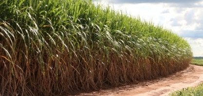Cana de 10 mil litros de etanol/h deve ser a meta para competir com o petróleo a 43 dólares o barril