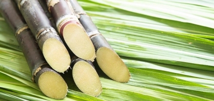 Cana: chuvas podem recuperar perdas com estiagem