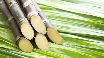 Cana: chuvas podem recuperar perdas com estiagem