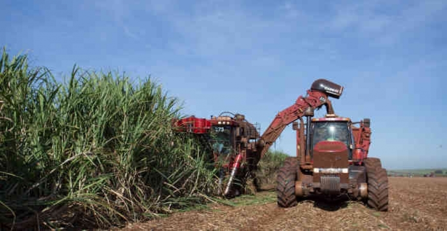 Safra de cana do Centro-Sul caminha para desfecho e decisão sobre a produção de etanol (Imagem: LinkedIn/ Divulgação/ São Martinho)