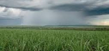 Sistema Tempocampo divulga boletim de junho