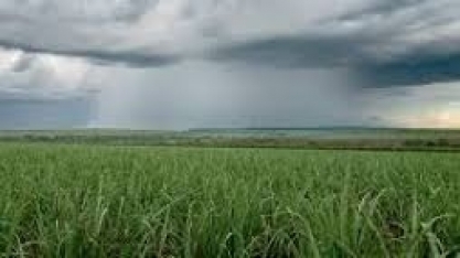 Sistema Tempocampo divulga boletim de junho