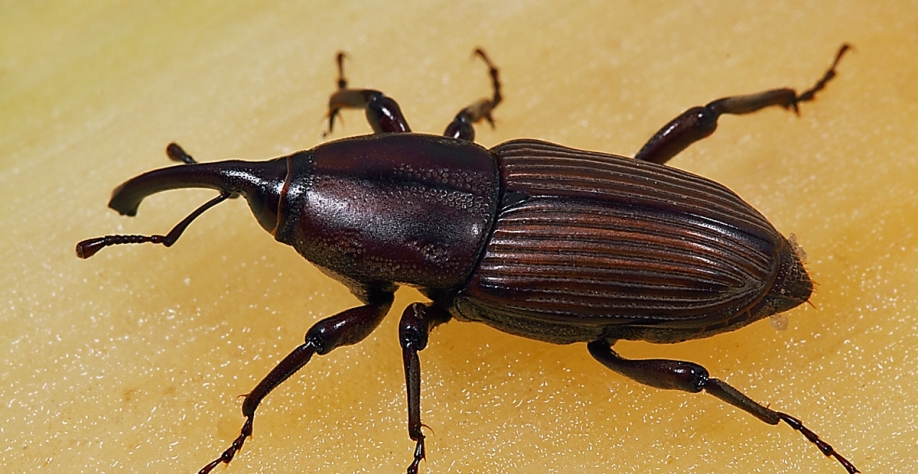 Sphenophorus levis, o bicudo-da-cana, provoca danos severos nos três maiores estados produtores de cana no Brasil: São Paulo, Goiás e Minas Gerais