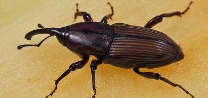 Cana transgênica resistente ao Sphenophorus levis está em fase adiantada de testes em condições de casa de vegetação