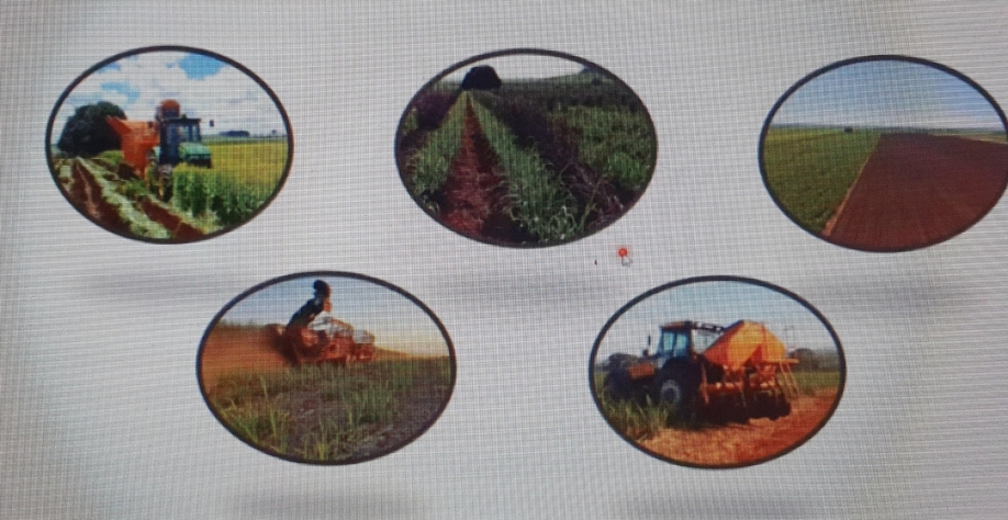 Tudo começa pelo plantio