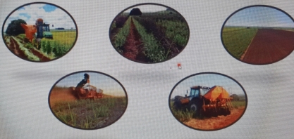 AgroQuatro-S trabalha para obter a Cana de 5 dígitos