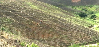 Começa o plantio de inverno em áreas de cana-de-açúcar em Alagoas