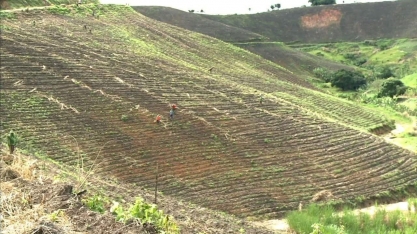 Começa o plantio de inverno em áreas de cana-de-açúcar em Alagoas