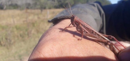 ‘Estamos preparados caso a nuvem de gafanhotos entre no Brasil’