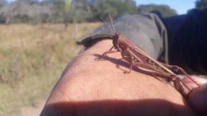 ‘Estamos preparados caso a nuvem de gafanhotos entre no Brasil’